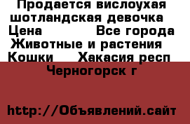 Продается вислоухая шотландская девочка › Цена ­ 8 500 - Все города Животные и растения » Кошки   . Хакасия респ.,Черногорск г.